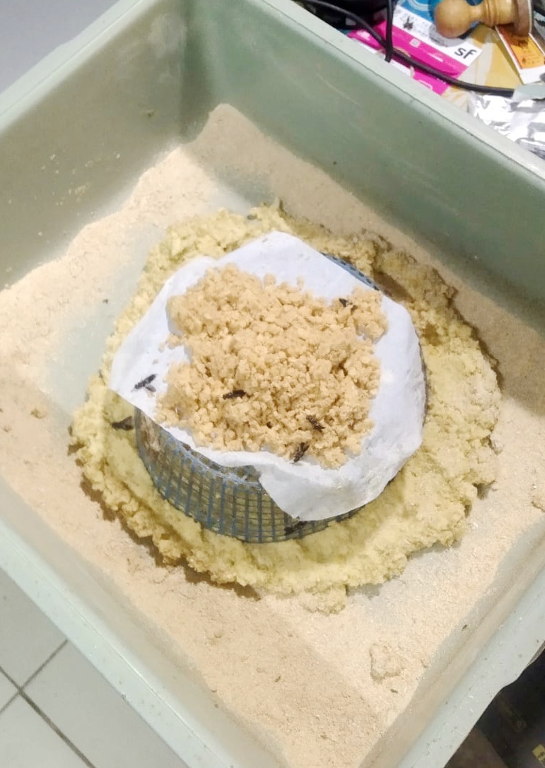 Telur Maggot BSR